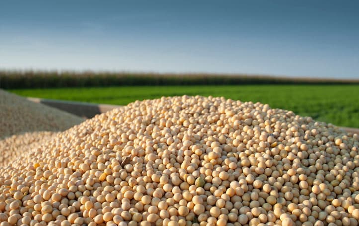 GRADE A SOYBEANS